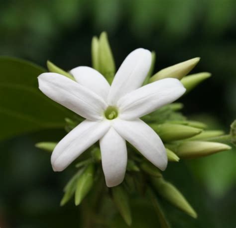 File:Jasmine flower.jpg - Wikipedia