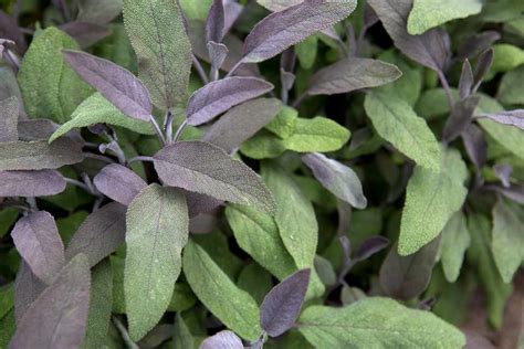 How To Grow Sage Bbc Gardeners World Magazine