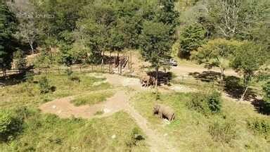 Natureza Mt Bloco Elefantes No Cerrado Brasileiro Globoplay