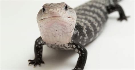 Garden Skinks As Pets Fasci Garden