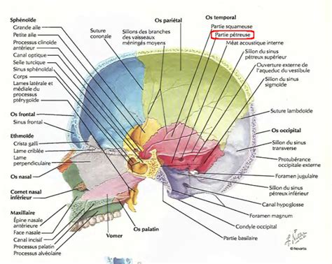 vue médiale du crâne Anatomy bones Medical anatomy Anatomy