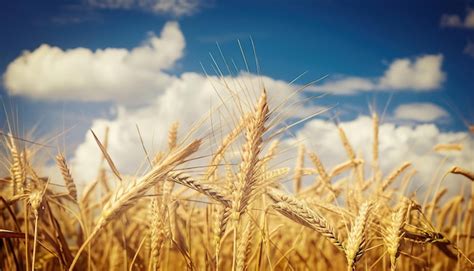 Premium Photo Closeup Of Ripe Golden Wheat