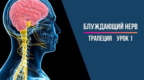 Блуждающий нерв. Компрессия - YouTube