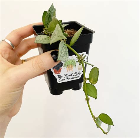 Hoya Krohniana ‘silver The Plant Lady Sf