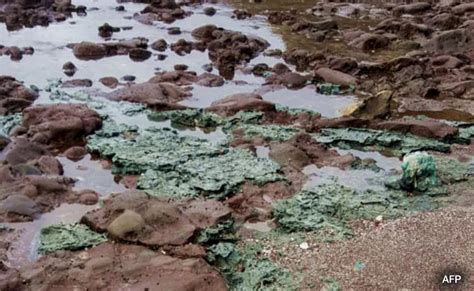 Plastic Rocks Discovered On Remote Island Caused By Marine Pollution