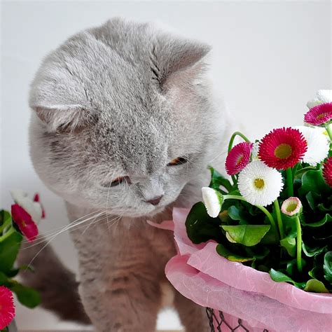 Free Images : kitten, gifts, whiskers, grey, vertebrate, lilac, british ...