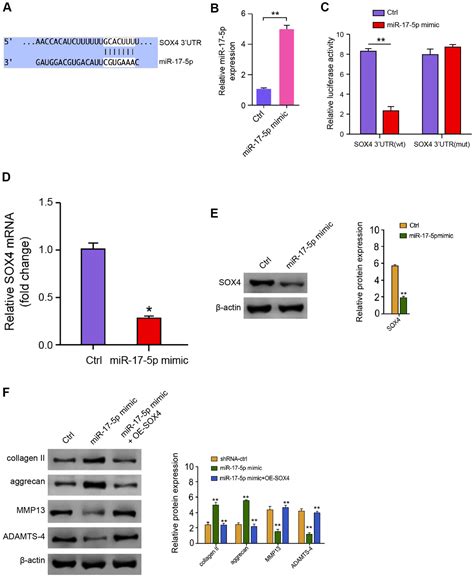 Circular Rna Itch Promotes Extracellular Matrix Degradation Via