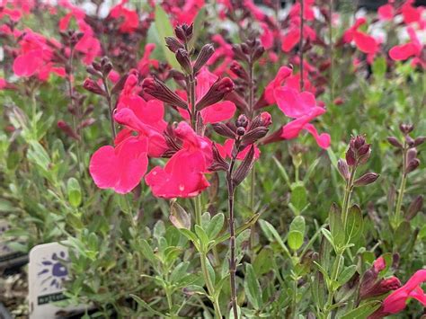 Salvia Greggii Mirage™ Hot Pink Native Sons Wholesale Nursery