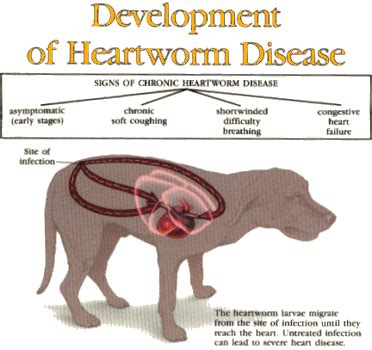 Heartworm - Felton Veterinary Hospital | Felton Veterinary Hospital