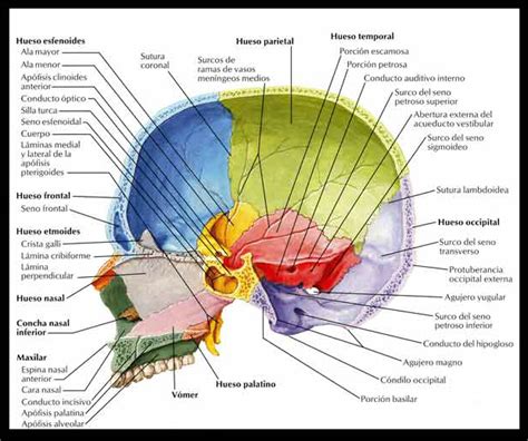 Huesos Del Craneo Vista Lateral En 2021 Anatomia Y Fisiologia Images