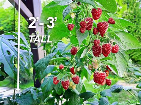 Garden State Bulb Brandywine Raspberry Bare Root Non Gmo