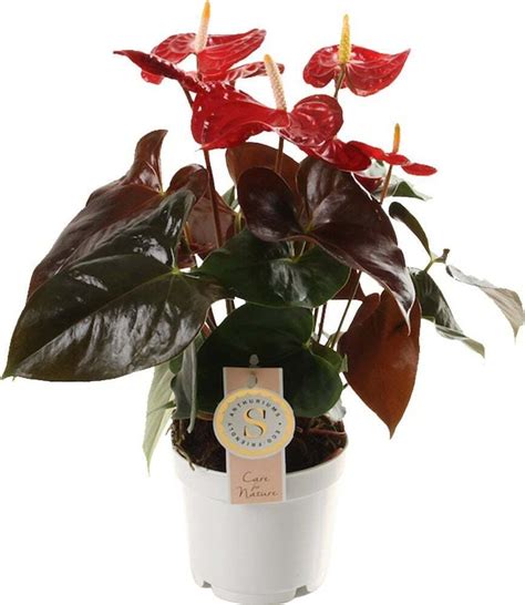 Flamingoplant Anthurium Andraeanum Coral Champion D 12 H 40 Cm