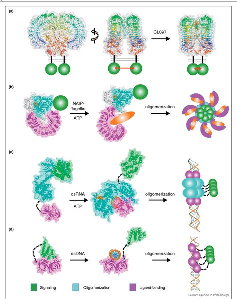 Figure From Structures Of Pattern Recognition Receptors Reveal