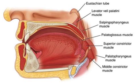 anatomy exam 3: pharyngeal muscles Flashcards | Quizlet