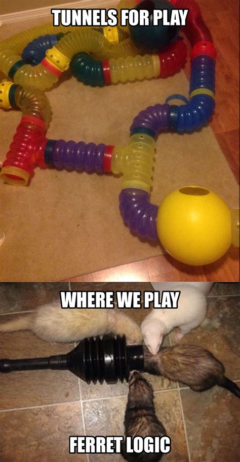 Ferret humor | Funny animal memes, Animal memes, Funny animals