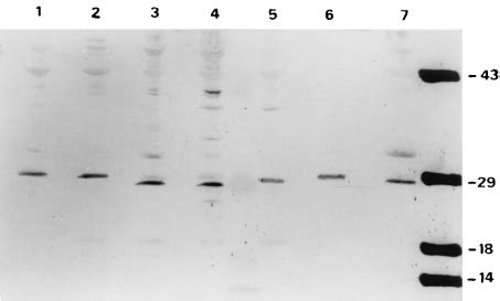 Immunological Cross Reactivity Analysis With Antibody Against Cyt Aa