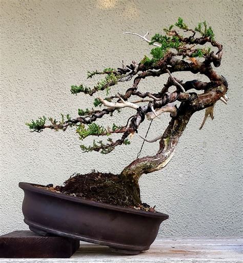 Pin By Petros Xenakis On Bonsai Juniper Bonsai Windswept Bonsai