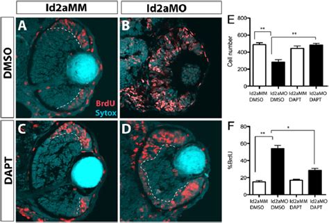 Dapt Inhibition Of The Notch Pathway Rescues Proliferation Defects In