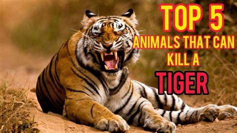 5 Animals That Can Kill A Tiger Who Can Defeat A Tiger Wildn