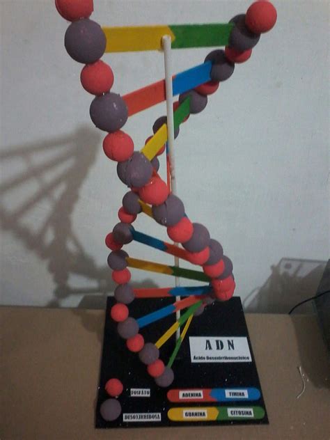 Dna Project Dna Model Project Dna Model