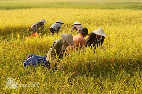 Harvesting Day Tour in Hanoi Suburb (Summer-Autumn Crop)