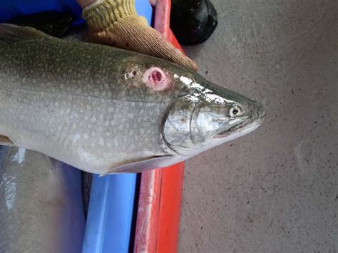 Unnatural History Sea Lamprey Control In The Great Lakes Fly Life