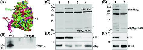 FliA Td Interacts With FlgM Td A Protein Protein Docking Analysis