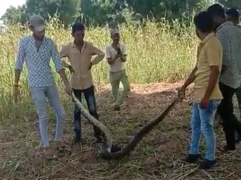 Rescued And Left Safely In The Forest खेत में आया 10 फीट लंबा अजगर