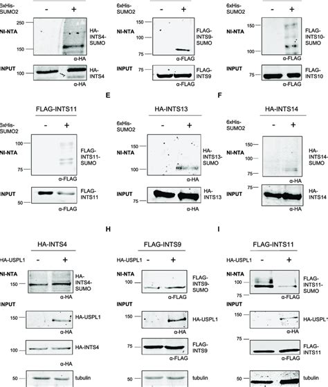 Integrator Subunits Are Modified By Sumo Conjugation In Human Cultured