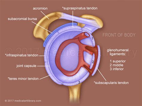 Rotator Cuff, Shoulder Joint - Medical Art Library