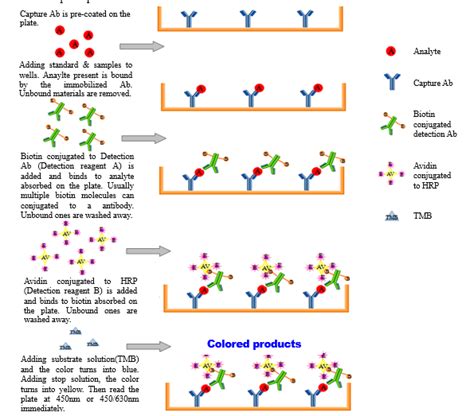 Principle Of Sandwich Enzyme Linked Immunosorbent Assay Kit Cloud Clone Corpccc