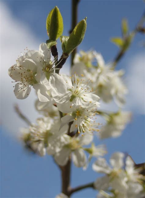 Free Images Branch Sky Fruit Flower Bloom Food Spring Produce