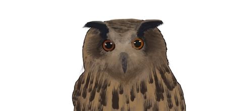 Steam Workshop::Yoll the owl