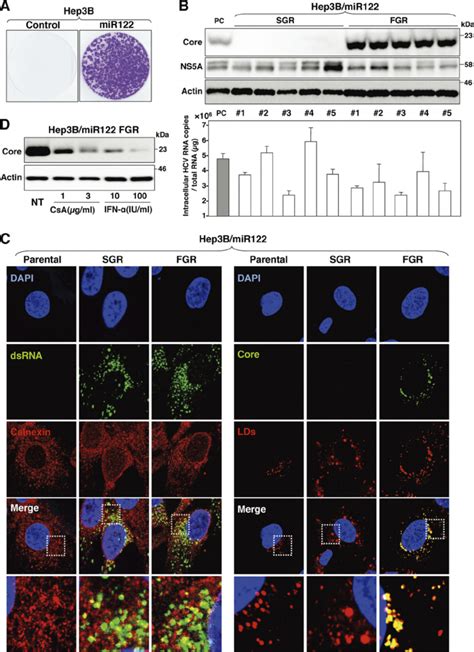 Establishment Of An Hcv Rna Replicon In Hep B Mir Cells A