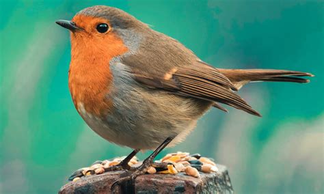 Las Mejores Aves Para Tener Como Mascotas Mundo Del P Jaro