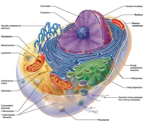 Chapter 3 Cells The Living Units Flashcards Quizlet