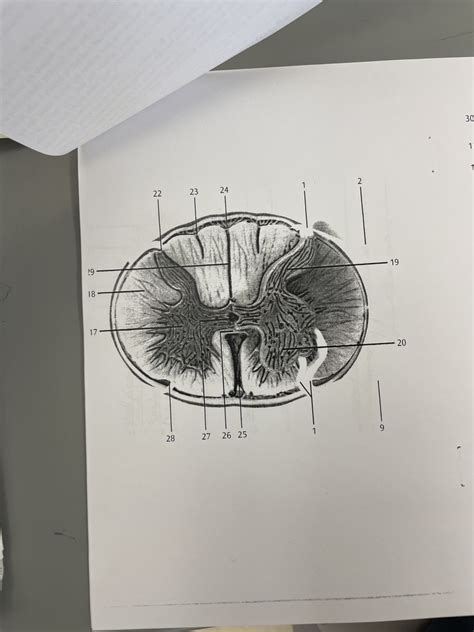 Spinal Cord Diagram Diagram Quizlet