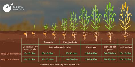 Cuánto tiempo tarda en crecer el trigo Nucleo Jardin