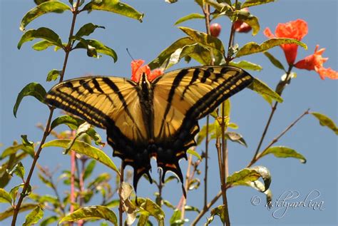 Mariposa Papilio Multicaudata Sierra De Guadalupe Ecatepec Estado De