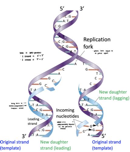 Chapter 11 Dna Replication Flashcards Quizlet