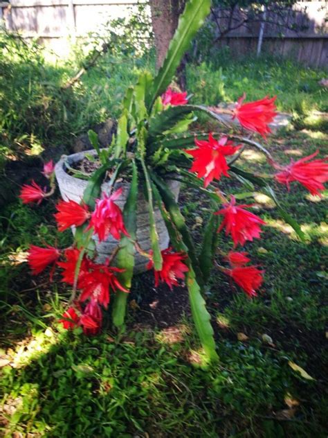 Epiphyllum Elegancia Floral con tu Cactus Orquídea