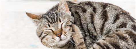 Signs and Symptoms of Cat Skin Allergies | Vetericyn