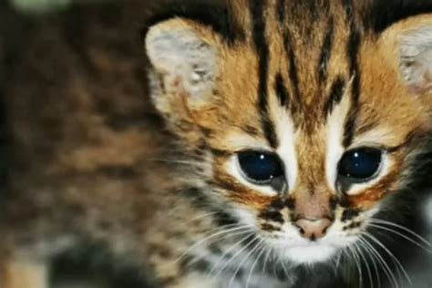 10 Jenis Kucing Hutan Yang Dilindungi Di Indonesia Keindahan Yang