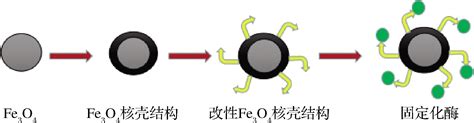 磁性Fe 3 O 4 纳米粒子固定化酶及其在食品中的应用