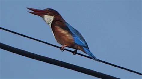 Kingfisher Birds Call Check Description For Hornbill Call Youtube