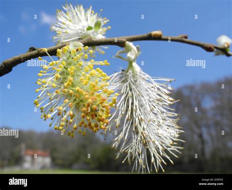 Pussy Willow Is A Name Given To Many Of The Smaller Species Of The