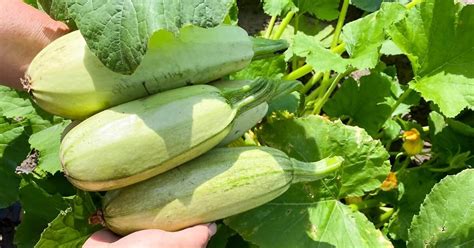 Кабачки: посадка, выращивание и уход в открытом грунте | На грядке ...