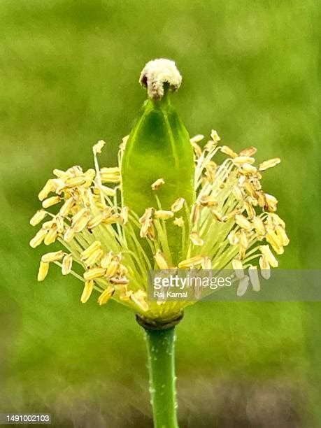 Poppy Seed Pods Photos And Premium High Res Pictures Getty Images