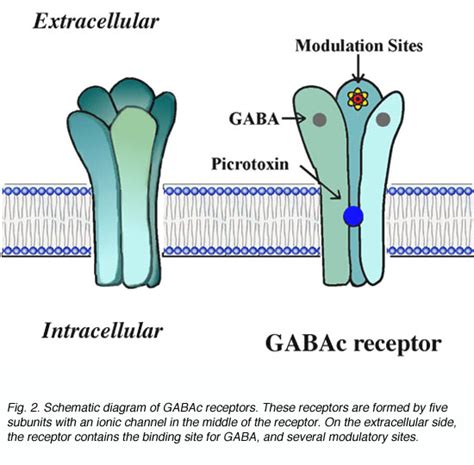 Receptores Gaba-A; Receptores de GABAbenzodiazepina; Receptores GABA ...