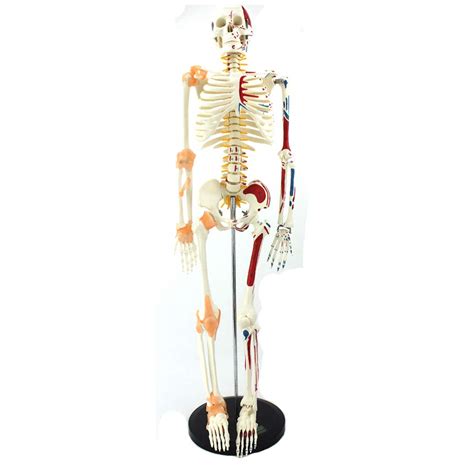 Buy Human Skeleton Model For Anatomy Mini Human Skeleton Model With